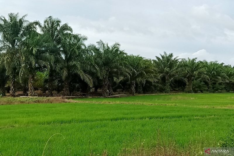 Bendung Talake: Harapan Baru Bagi Petani Penajam Paser Utara dan Paser