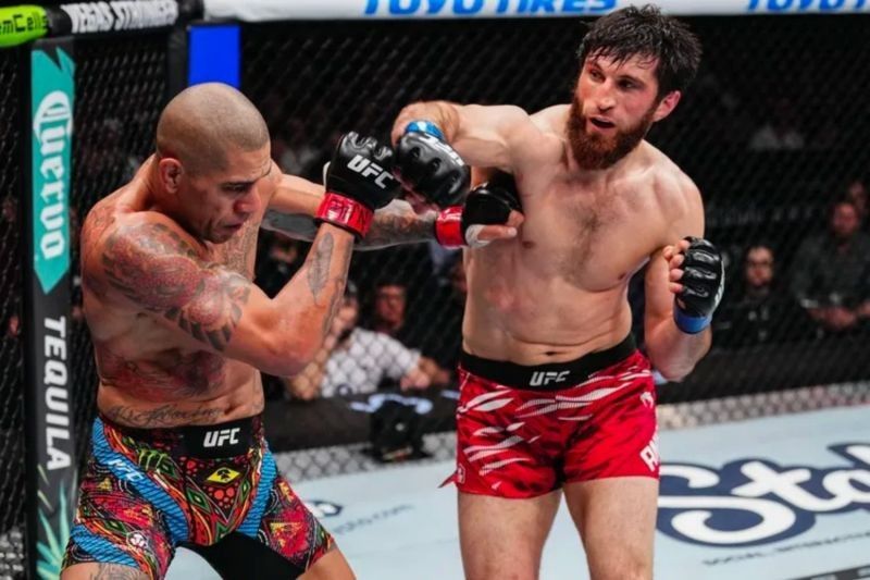 Magomedov Ankalaev: Juara Baru UFC 313, Tak Terungkap dengan Kata-Kata