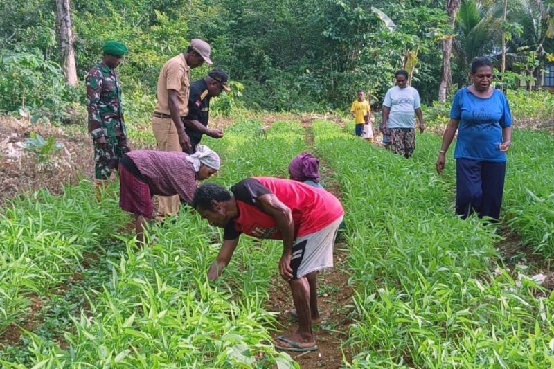 LMA Biak Dukung Penuh Program Ketahanan Pangan TMMD: Wujudkan Kesejahteraan Masyarakat