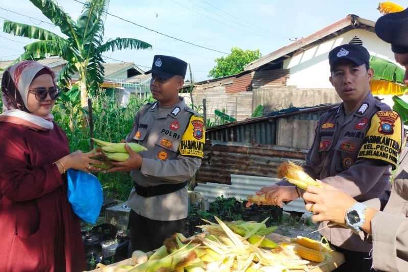 Polsek Belakangpadang Panen Jagung, Wujud Nyata Dukungan Ketahanan Pangan Nasional