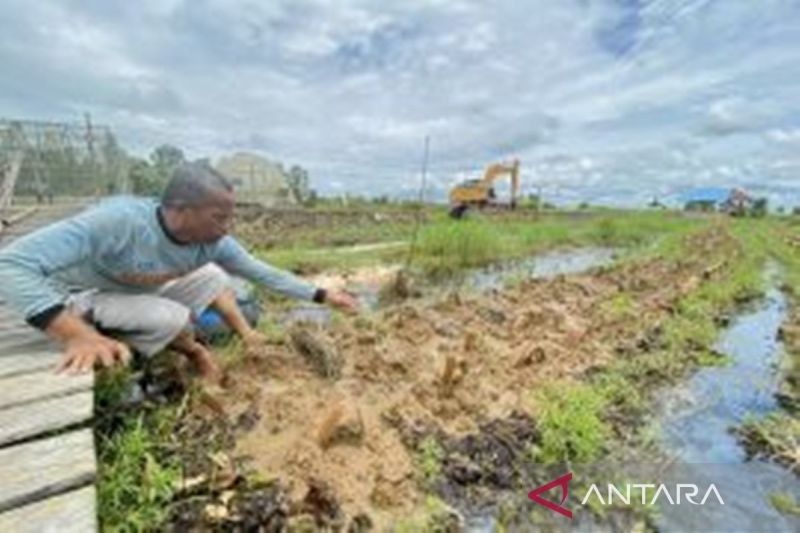 Petani Tapin Sukses Tanam 2.400 Bibit Cabai Sistem Apung, Panen Raya Juli Mendatang!