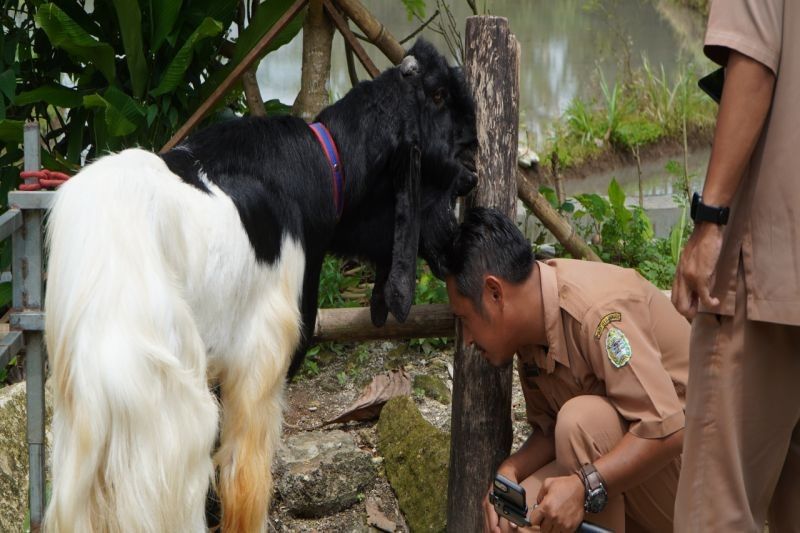 Peternak Gunungkidul Harap Dukungan UPT Puskeswan untuk Kembangkan Peternakan Kambing