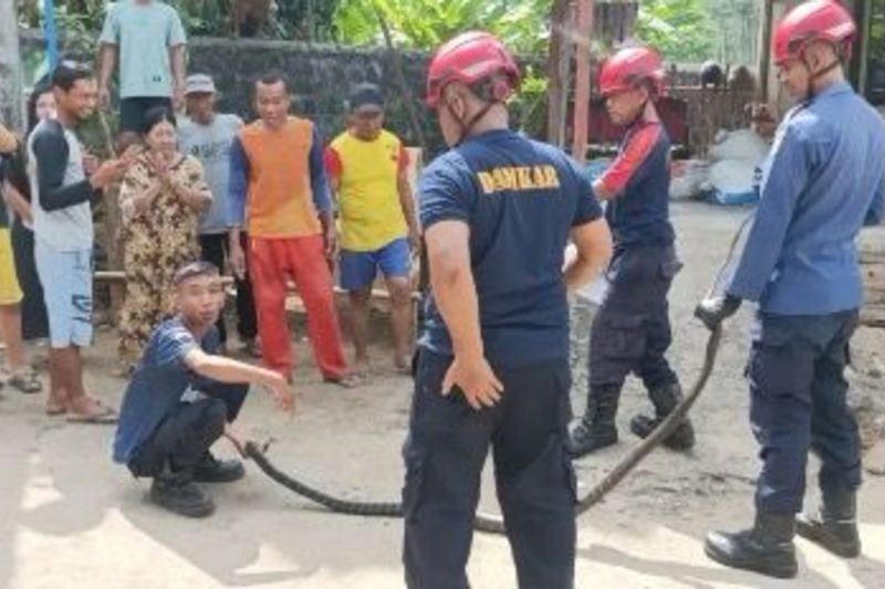 King Kobra 3 Meter Ditemukan di Rumah Warga Pacitan, Petugas Damkar Berhasil Evakuasi!