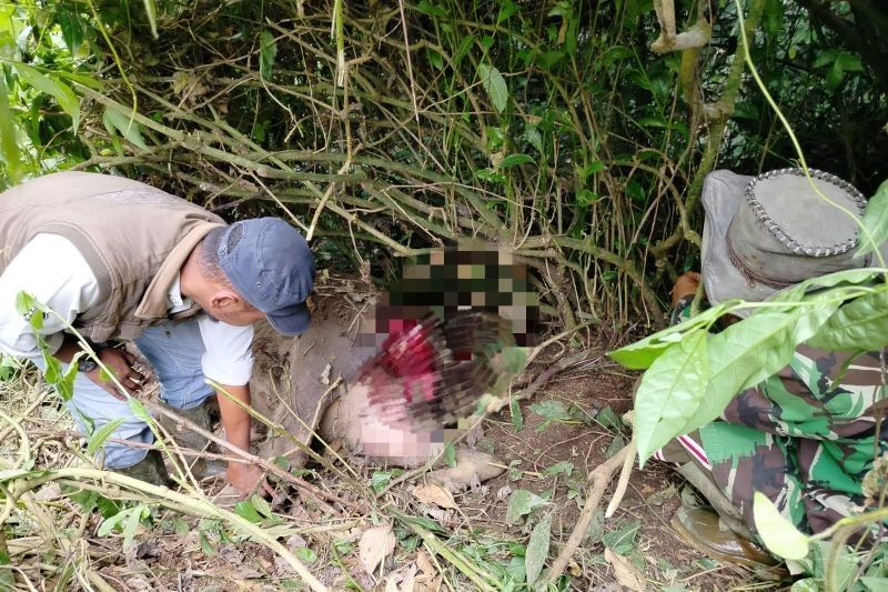 Kerbau Mati Dimangsa Harimau di Agam, BKSDA Sumbar Lakukan Verifikasi