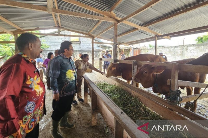 Stok Daging Sapi dan Ayam di Papua Aman Selama Ramadhan, Pemprov Pastikan Ketersediaan Tercukupi