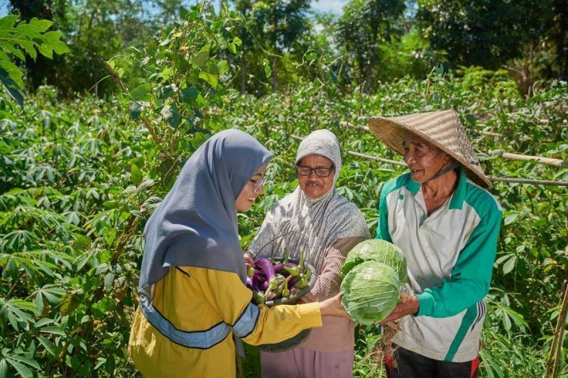 STM Dampingi Petani NTB, Hasil Panen Organik Melonjak hingga 15 Kali Lipat!