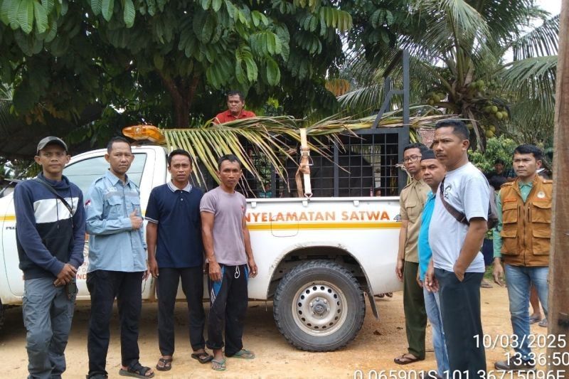 BBKSDA Riau Selamatkan Anak Gajah Sumatera Tersesat di Kampar