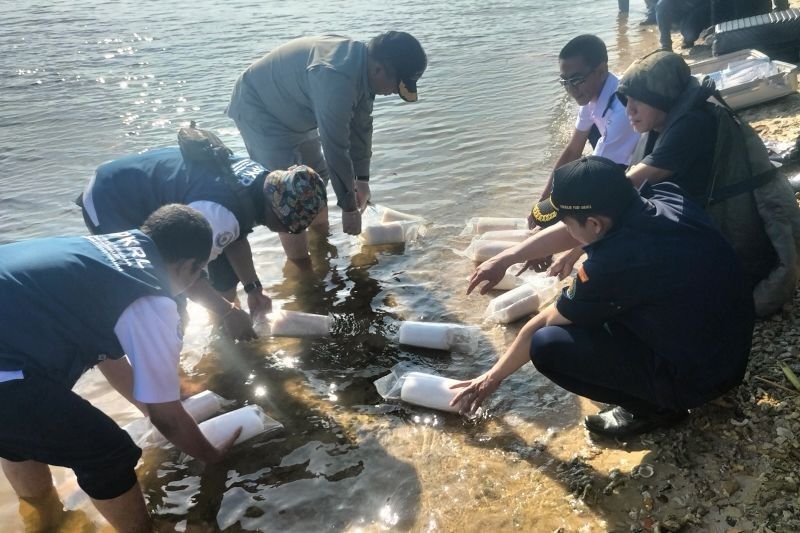 Bakamla Gagalkan Penyelundupan, Lepas 60.000 Bibit Lobster di Kepulauan Seribu