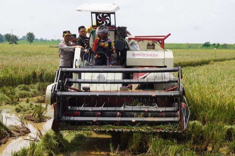 Bulog Pati Serap 1.040 Ton Gabah Petani Jepara, Ketahanan Pangan Terjaga