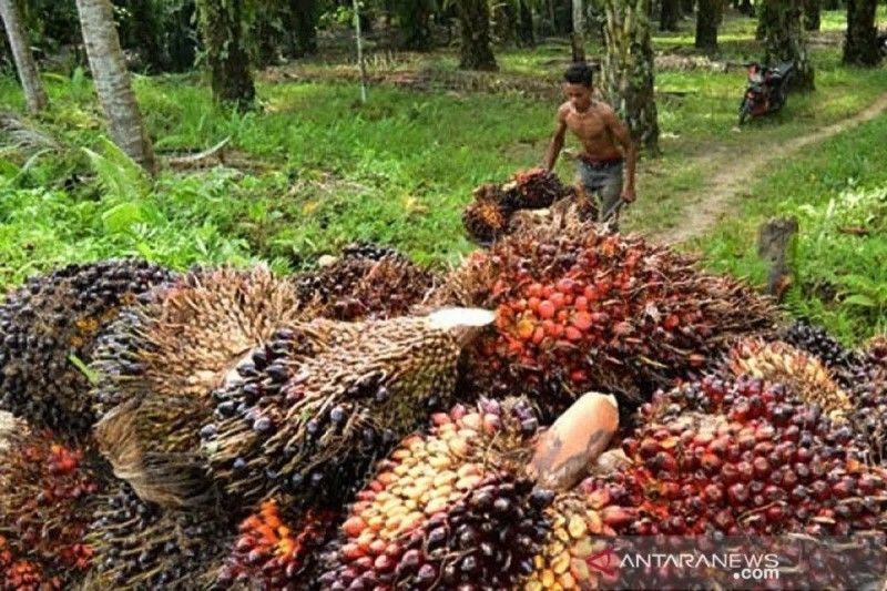 Pemerintah Dorong Hilirisasi Sawit dalam Empat Tahapan untuk Kemajuan Ekonomi Berkelanjutan