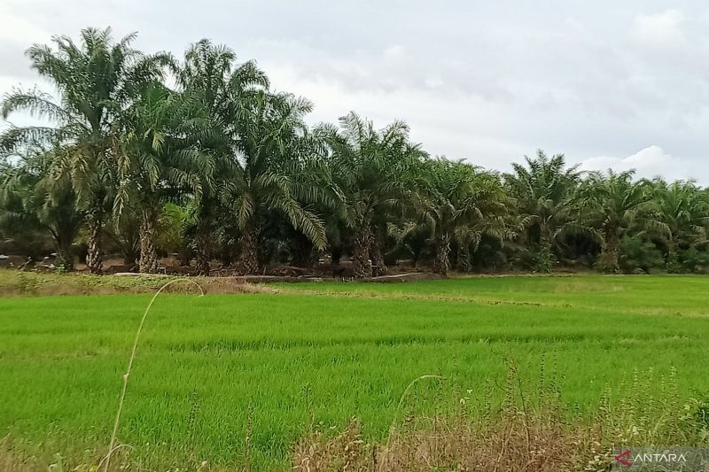 Lahan Persawahan Penajam Paser Utara Dukung Swasembada Pangan Program Astacita