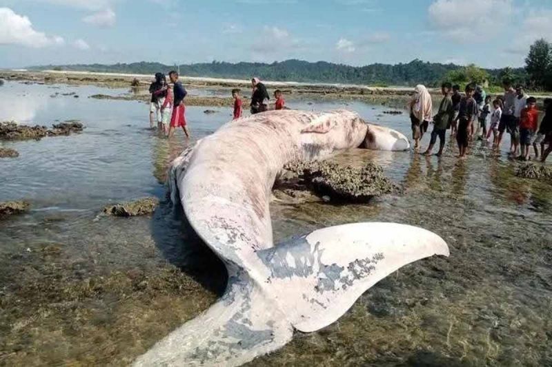 Paus Mati Terdampar di Simeulue, Aceh: Misteri Kematian Mamalia Laut Raksasa