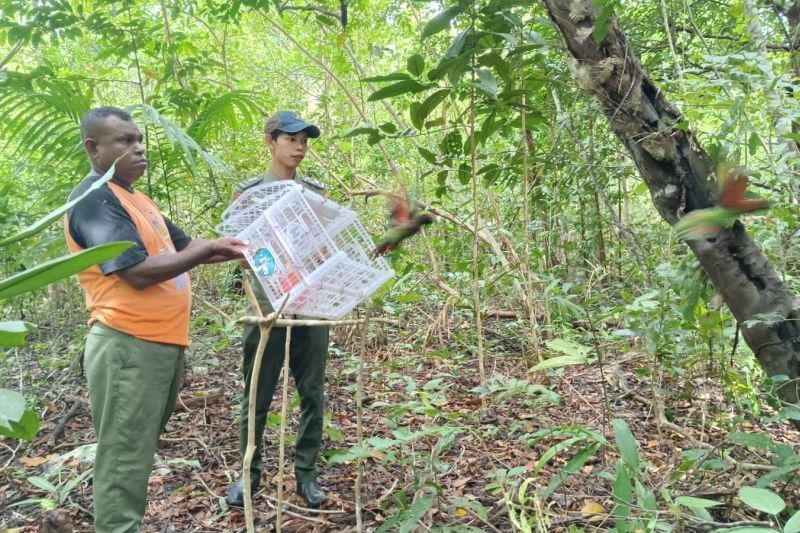 7 Burung Endemik Maluku Dilepasliarkan di Hutan Aru, Upaya Konservasi BKSDA