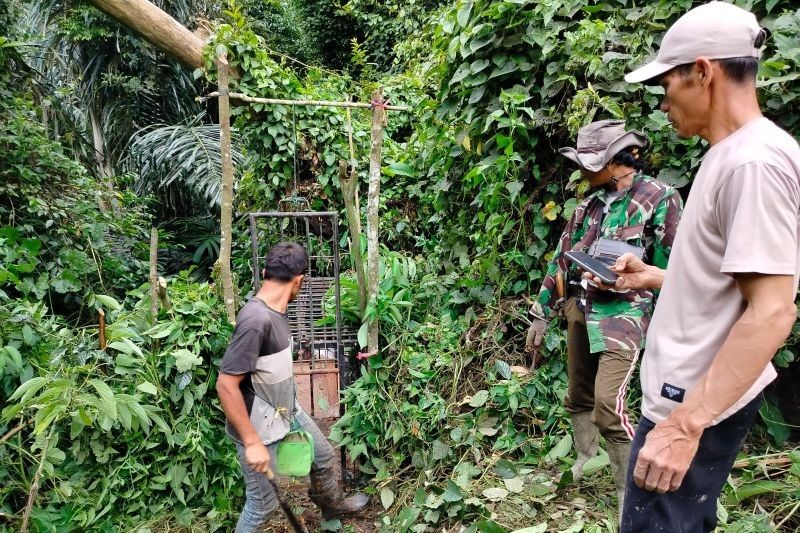 BKSDA Sumbar Pasang Jebakan Harimau Pemangsa Kerbau di Agam