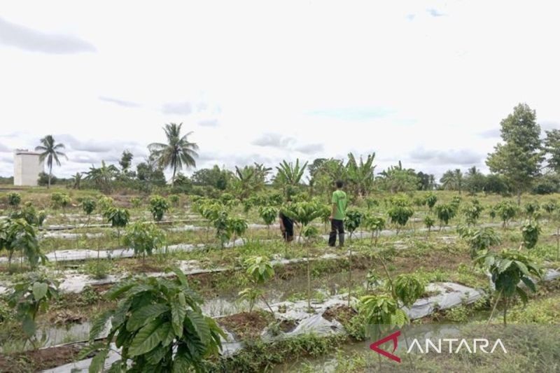 Inovasi Petani Kalsel: Sukses Tanam Kopi Robusta di Lahan Rawa!