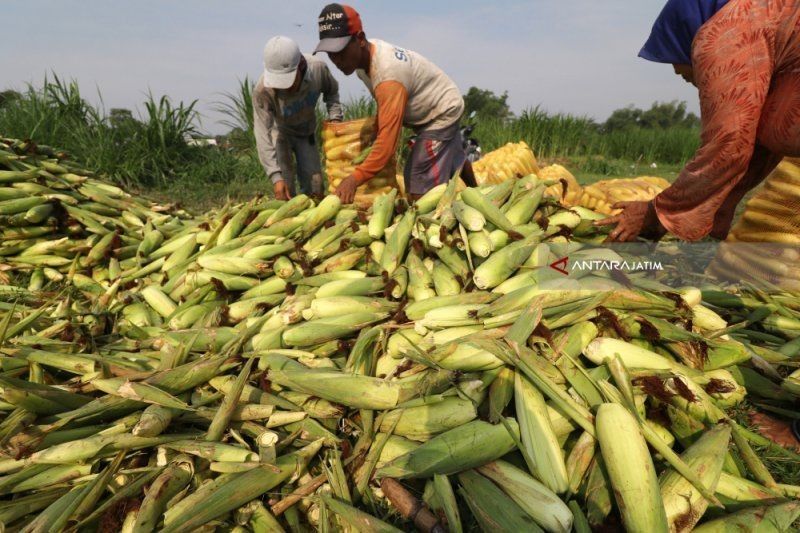 BRIN Luncurkan Indeks Daya Saing Daerah 2024: Dorong Pembangunan Berbasis Bukti