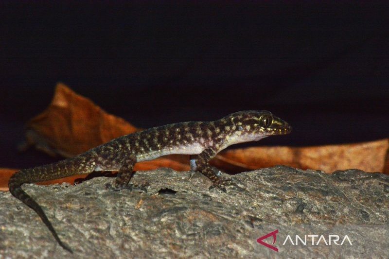 BRIN Temukan Spesies Baru Cecak Jarilengkung di Jawa Timur: Cyrtodactylus pecelmadiun