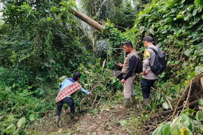 Harimau Sumatera Cacat Terjebak di Agam, BKSDA Lakukan Evakuasi