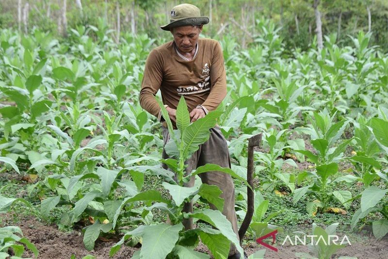 Pabrik Rokok di Aceh: Harapan Baru Petani Tembakau dan Pengurangan Pengangguran