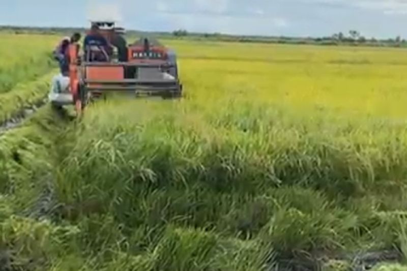 Papua Selatan Sukses Buka 30 Ribu Hektare Lahan Persawahan, Target Lumbung Padi Terwujud?