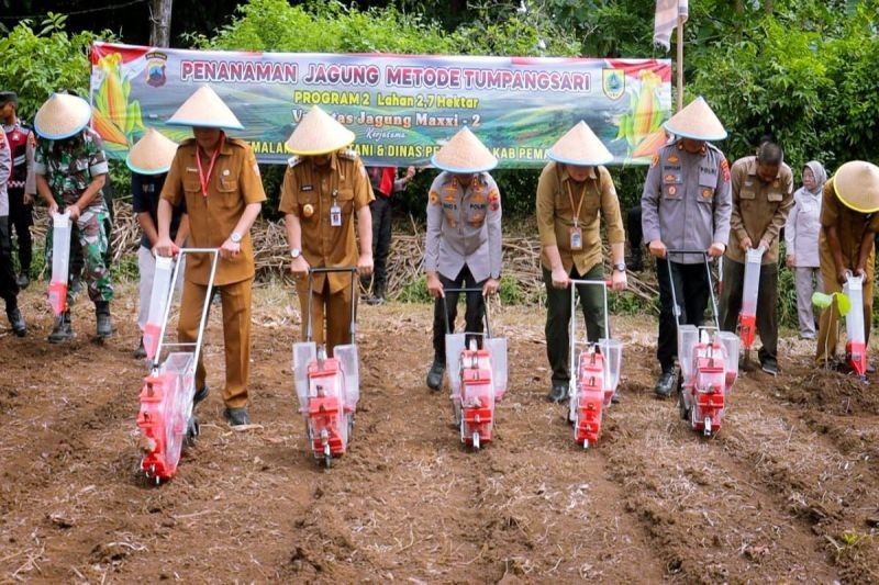 Polres Pemalang Tanam Jagung Sistem Tumpang Sari 2,7 Hektare untuk Ketahanan Pangan