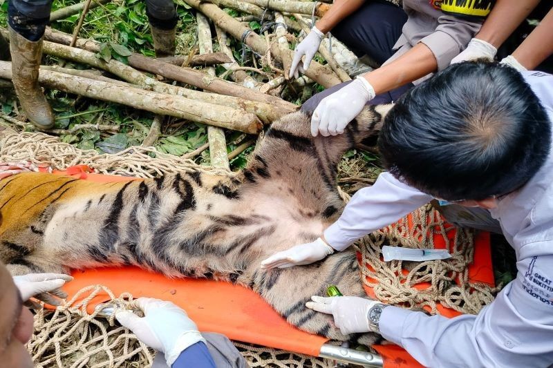 Harimau Sumatra Betina Masuk Jebakan di Agam, Sumatera Barat