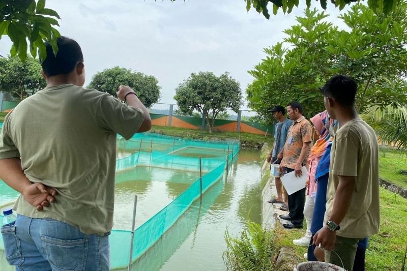 KKP Perketat Pengawasan Mutu Benih Ikan: Jamin Keamanan Pangan Nasional