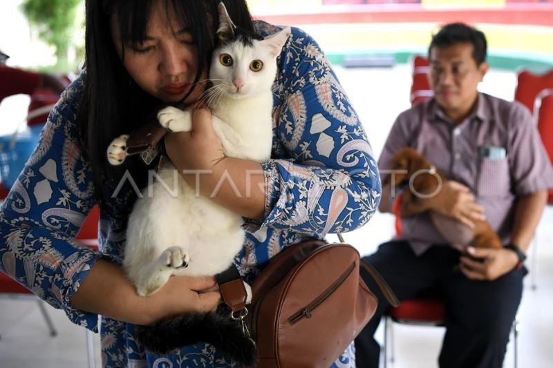 Jakarta Bercita-cita Jadi Kota Ramah Hewan, Gubernur Usul 'Pulau Kucing'!