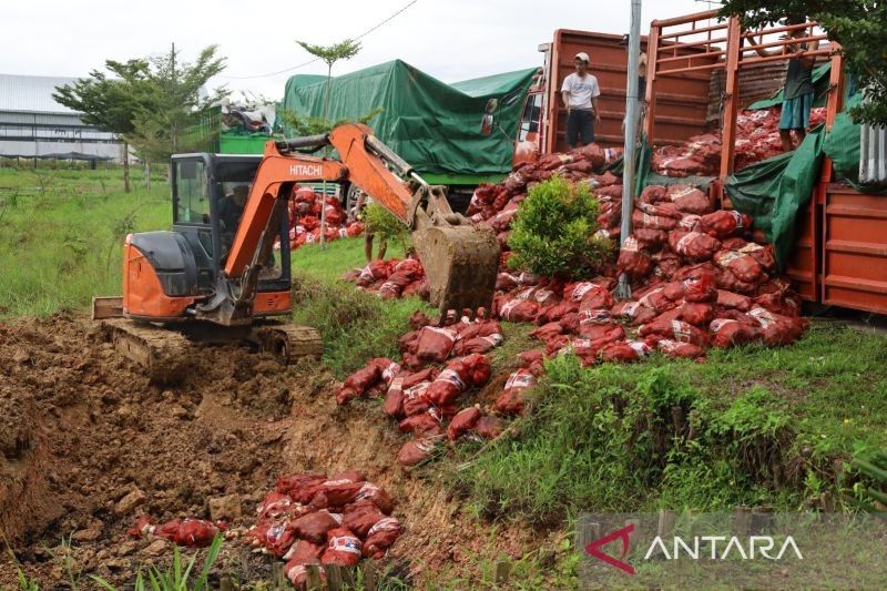 Bea Cukai dan Lantamal XII Musnahkan 47 Ton Bawang Bombay Ilegal di Pontianak