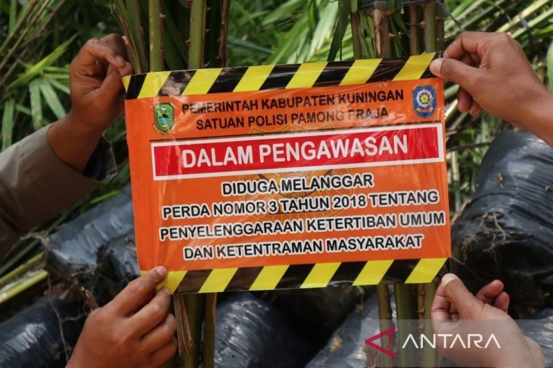 Bupati Kuningan Larang Penanaman Sawit: Jaga Hijau, Lestarikan Alam!