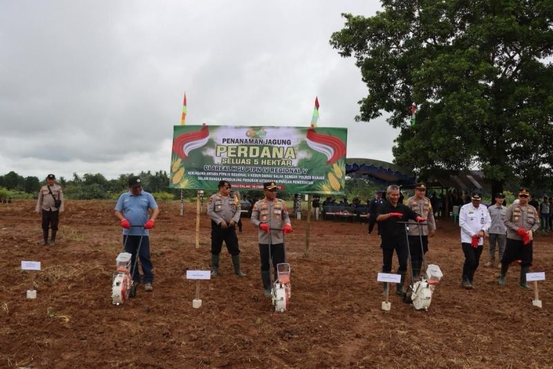 PTPN IV PalmCo Tanam Jagung di Lahan Replanting Sawit: Dukung Ketahanan Pangan Nasional