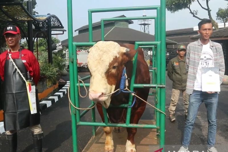 1,3 Persen Populasi Sapi Perah Jabar Terpapar Bakteri Brucella