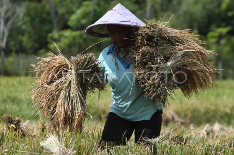 Realisasi Tanam Padi Aceh Capai 52 Persen, Mentarget Swasembada Pangan