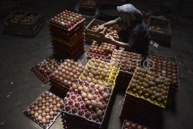 Kotim Dorong Masyarakat Manfaatkan Peluang Usaha Ayam Petelur