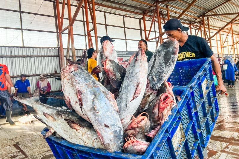 KKP Jamin Mutu Ikan Nasional Jelang Ramadhan dan Lebaran