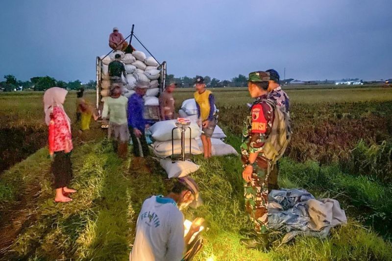 Bulog Serap 300 Ribu Ton Gabah Jelang Panen Raya: Capaian Tertinggi Lima Tahun Terakhir