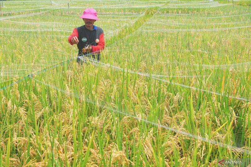 Semangat Persaudaraan Bulog dan Petani: Kunci Wujudkan Kedaulatan Pangan?