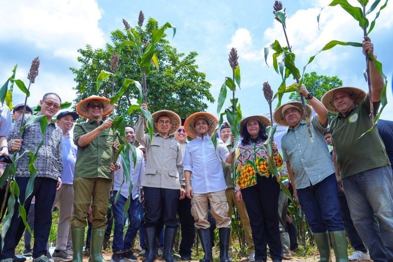 Sorghum: Tanaman Ajaib untuk Ketahanan Pangan Indonesia?