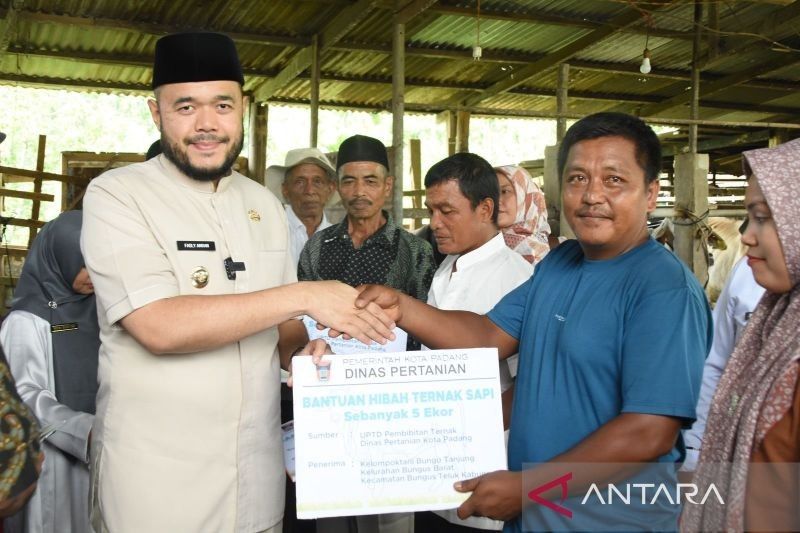 Pemkot Padang Berikan Bantuan 22 Sapi untuk Tingkatkan Populasi Sapi Potong