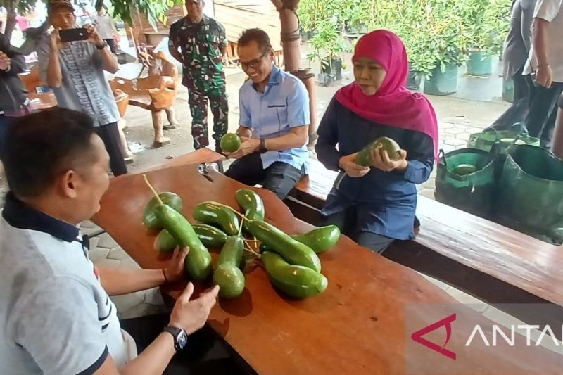 Gubernur Jatim Dorong Petani Patenkan Alpukat Kelud, Inovasi Unggulan dari Kediri