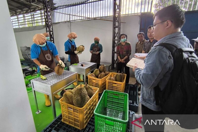 Sulteng Menanti Hasil Audit Ekspor Durian ke China: Harapan Petani di Balik Buah Menggiurkan