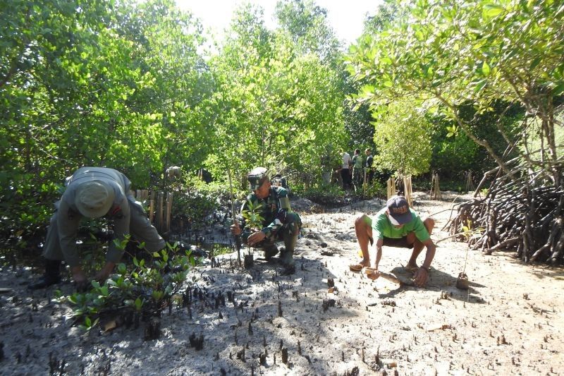 Kodim 1510 Tanam 1.000 Bibit Mangrove di Sula, Jaga Pesisir dari Abrasi