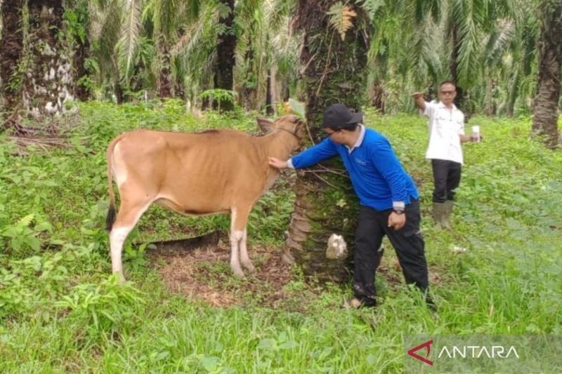 Vaksinasi PMK di Mukomuko Capai 100 Persen: 2.100 Dosis Vaksin Ditebar untuk Sapi, Kerbau, dan Kambing