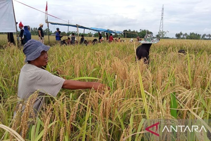 Katto Bokko: Upacara Panen Raya di Maros, Simbol Syukur dan Gotong Royong