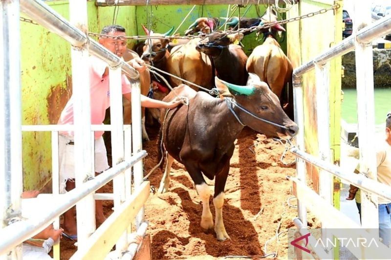 301 Sapi Gorontalo Berlayar ke Kalimantan, Dorong Ekonomi dan Antisipasi IKN