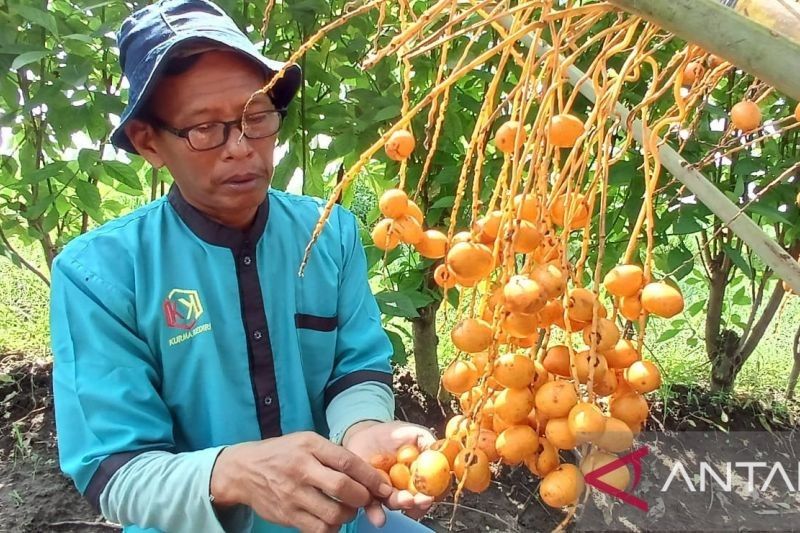 Budi Daya Kurma di Kediri: Prospek Menjanjikan, Perawatan Mudah