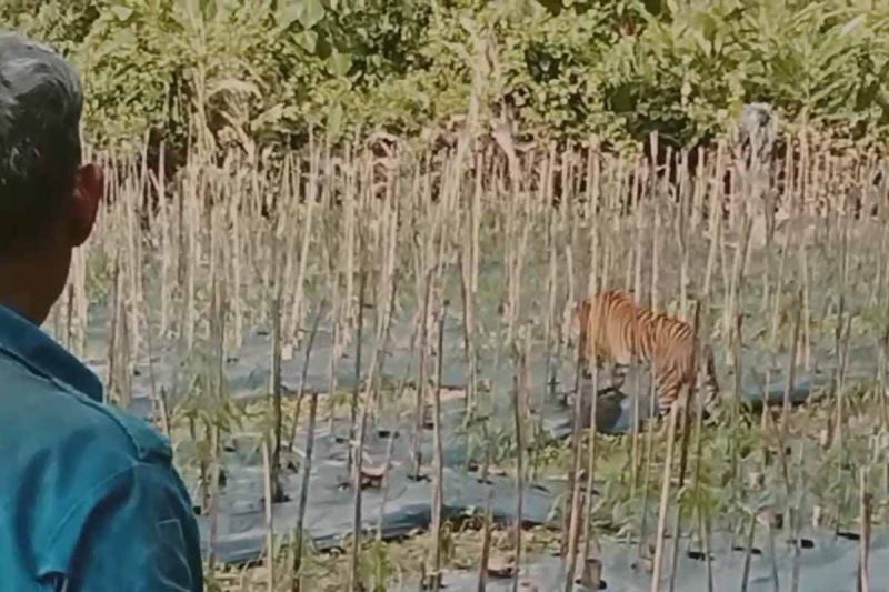 Harimau Sumatra Berkeliaran di Ladang Aceh Timur, Warga Resah