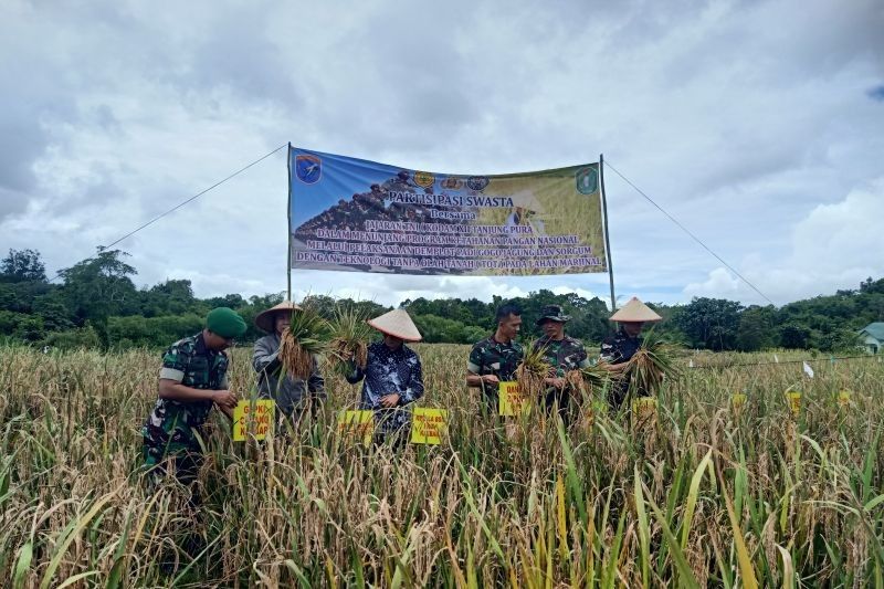 Kodam XII Tanjungpura Dukung Ketahanan Pangan Bengkayang, Kalbar: Panen Raya Padi dan Sorgum