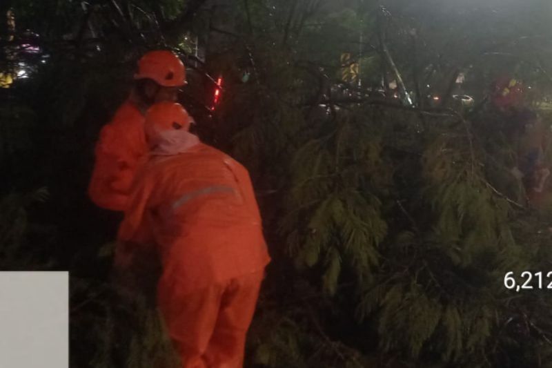 Hujan Deras Akibatkan 13 Pohon Tumbang di Jakarta, Dua Orang Luka Ringan