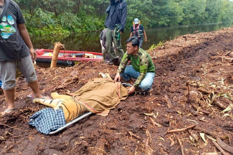 Harimau Sumatera Masuk Jebak di Pelalawan, Satu Korban Jiwa Dilaporkan